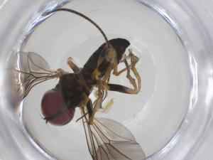  ( - CBG-A58108-D05)  @11 [ ] CreativeCommons - Attribution Share - Alike (2024) Centre for Biodiversity Genomics Centre for Biodiversity Genomics