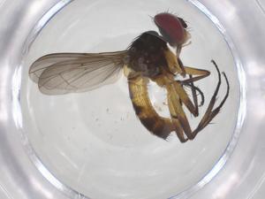  ( - CBG-A58108-G11)  @11 [ ] CreativeCommons - Attribution Share - Alike (2024) Centre for Biodiversity Genomics Centre for Biodiversity Genomics