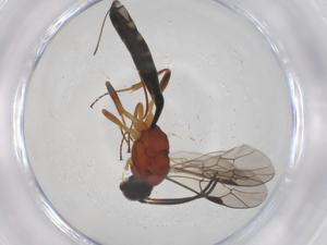  ( - CBG-A58109-C08)  @11 [ ] CreativeCommons - Attribution Share - Alike (2024) Centre for Biodiversity Genomics Centre for Biodiversity Genomics