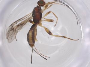  ( - CBG-A58111-D06)  @11 [ ] CreativeCommons - Attribution Share - Alike (2024) Centre for Biodiversity Genomics Centre for Biodiversity Genomics