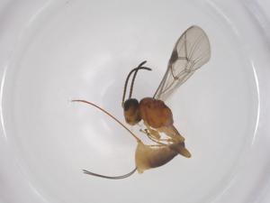  ( - CBG-A58112-C06)  @11 [ ] CreativeCommons - Attribution Share - Alike (2024) Centre for Biodiversity Genomics Centre for Biodiversity Genomics