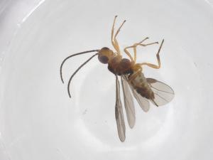  ( - CBG-A58112-G08)  @11 [ ] CreativeCommons - Attribution Share - Alike (2024) Centre for Biodiversity Genomics Centre for Biodiversity Genomics