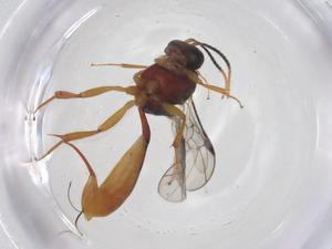  ( - CBG-A58304-F04)  @11 [ ] CreativeCommons - Attribution Share - Alike (2024) Centre for Biodiversity Genomics Centre for Biodiversity Genomics