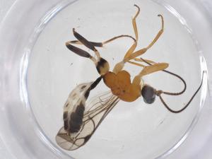  ( - CBG-A58304-F06)  @11 [ ] CreativeCommons - Attribution Share - Alike (2024) Centre for Biodiversity Genomics Centre for Biodiversity Genomics