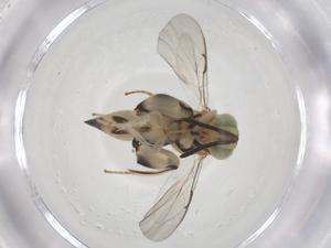  (chalMalaise01 Malaise7231 - CBG-A58324-G06)  @11 [ ] CreativeCommons - Attribution Share - Alike (2024) Centre for Biodiversity Genomics Centre for Biodiversity Genomics