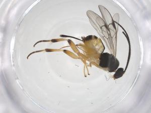  (Hypomicrogaster Malaise6594 - CBG-A58324-G12)  @11 [ ] CreativeCommons - Attribution Share - Alike (2024) Centre for Biodiversity Genomics Centre for Biodiversity Genomics