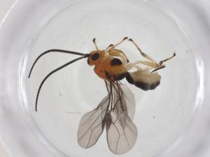  ( - CBG-A58325-B02)  @11 [ ] CreativeCommons - Attribution Share - Alike (2024) Centre for Biodiversity Genomics Centre for Biodiversity Genomics