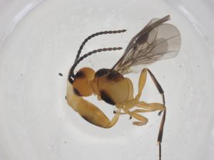  ( - CBG-A58325-C02)  @11 [ ] CreativeCommons - Attribution Share - Alike (2024) Centre for Biodiversity Genomics Centre for Biodiversity Genomics