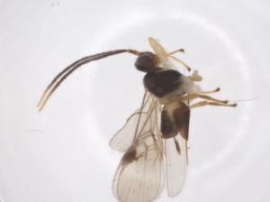  ( - CBG-A58326-H05)  @11 [ ] CreativeCommons - Attribution Share - Alike (2024) Centre for Biodiversity Genomics Centre for Biodiversity Genomics