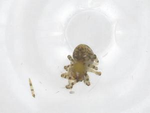  ( - CBG-A58338-G11)  @11 [ ] CreativeCommons - Attribution Share - Alike (2024) Centre for Biodiversity Genomics Centre for Biodiversity Genomics