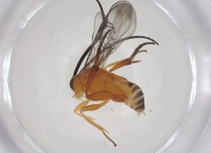  (Diolcogaster Malaise7366 - CBG-A58344-E10)  @11 [ ] CreativeCommons - Attribution Share - Alike (2024) Centre for Biodiversity Genomics Centre for Biodiversity Genomics