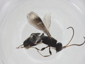  ( - CBG-A58345-D07)  @11 [ ] CreativeCommons - Attribution Share - Alike (2024) Centre for Biodiversity Genomics Centre for Biodiversity Genomics