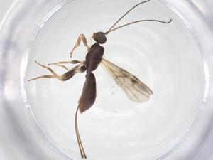  ( - CBG-A58345-F12)  @11 [ ] CreativeCommons - Attribution Share - Alike (2024) Centre for Biodiversity Genomics Centre for Biodiversity Genomics