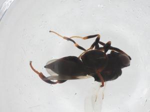  (chalMalaise01 Malaise1331 - CBG-A58345-G06)  @11 [ ] CreativeCommons - Attribution Share - Alike (2024) Centre for Biodiversity Genomics Centre for Biodiversity Genomics