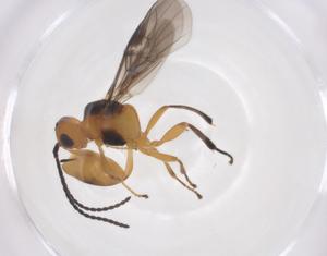  ( - CBG-A58346-B06)  @11 [ ] CreativeCommons - Attribution Share - Alike (2024) Centre for Biodiversity Genomics Centre for Biodiversity Genomics