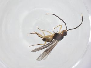  ( - CBG-A58348-B05)  @11 [ ] CreativeCommons - Attribution Share - Alike (2024) Centre for Biodiversity Genomics Centre for Biodiversity Genomics