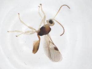  ( - CBG-A58350-A08)  @11 [ ] CreativeCommons - Attribution Share - Alike (2024) Centre for Biodiversity Genomics Centre for Biodiversity Genomics