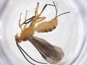  ( - CBG-A58359-H09)  @11 [ ] CreativeCommons - Attribution Share - Alike (2024) Centre for Biodiversity Genomics Centre for Biodiversity Genomics