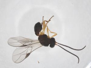  ( - CBG-A58365-F11)  @11 [ ] CreativeCommons - Attribution Share - Alike (2024) Centre for Biodiversity Genomics Centre for Biodiversity Genomics