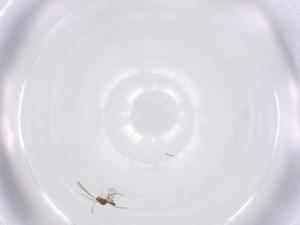  ( - CBG-A58368-D11)  @11 [ ] CreativeCommons - Attribution Share - Alike (2024) Centre for Biodiversity Genomics Centre for Biodiversity Genomics