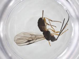  ( - CBG-A58374-H07)  @11 [ ] CreativeCommons - Attribution Share - Alike (2024) Centre for Biodiversity Genomics Centre for Biodiversity Genomics