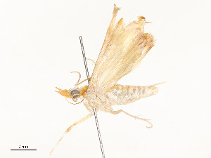  ( - CBG-A58577-D04)  @11 [ ] CreativeCommons - Attribution Share - Alike (2024) CBG Photography Group Centre for Biodiversity Genomics