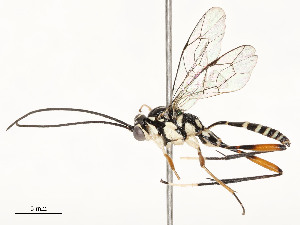  ( - CBG-A58579-G07)  @11 [ ] CreativeCommons - Attribution Share - Alike (2024) CBG Photography Group Centre for Biodiversity Genomics