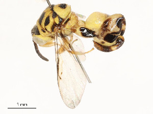  (chalJanzen01 Janzen2416 - CBG-A58580-F09)  @11 [ ] CreativeCommons - Attribution Share - Alike (2024) CBG Photography Group Centre for Biodiversity Genomics