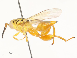  ( - CBG-A58580-F10)  @11 [ ] CreativeCommons - Attribution Share - Alike (2024) CBG Photography Group Centre for Biodiversity Genomics