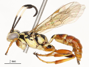  ( - CBG-A58585-B01)  @11 [ ] CreativeCommons - Attribution Share - Alike (2024) CBG Photography Group Centre for Biodiversity Genomics