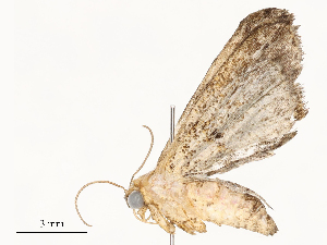  (ereMalaise01 Malaise1031 - CBG-A58585-D07)  @11 [ ] CreativeCommons - Attribution Share - Alike (2024) CBG Photography Group Centre for Biodiversity Genomics