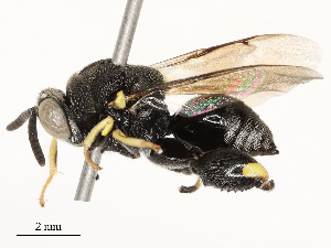  ( - CBG-A58585-F06)  @11 [ ] CreativeCommons - Attribution Share - Alike (2024) CBG Photography Group Centre for Biodiversity Genomics