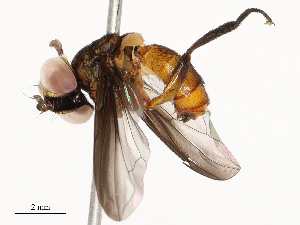  ( - CBG-A58586-G01)  @11 [ ] CreativeCommons - Attribution Share - Alike (2024) CBG Photography Group Centre for Biodiversity Genomics