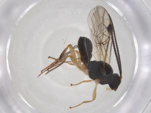  ( - CBG-A58975-D03)  @11 [ ] CreativeCommons - Attribution Share - Alike (2024) Centre for Biodiversity Genomics Centre for Biodiversity Genomics