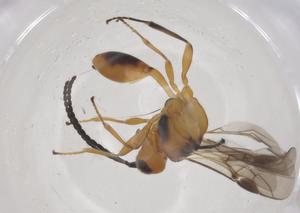  ( - CBG-A58975-F03)  @11 [ ] CreativeCommons - Attribution Share - Alike (2024) Centre for Biodiversity Genomics Centre for Biodiversity Genomics