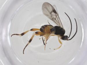  (Hypomicrogaster Whitfield13 - CBG-A58976-C02)  @11 [ ] CreativeCommons - Attribution Share - Alike (2024) Centre for Biodiversity Genomics Centre for Biodiversity Genomics
