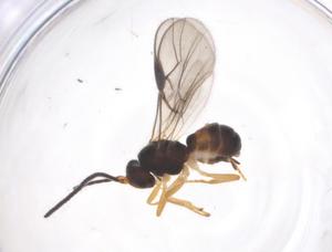  ( - CBG-A58978-H01)  @11 [ ] CreativeCommons - Attribution Share - Alike (2024) Centre for Biodiversity Genomics Centre for Biodiversity Genomics