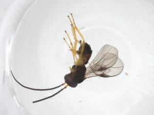  ( - CBG-A58979-A12)  @11 [ ] CreativeCommons - Attribution Share - Alike (2024) Centre for Biodiversity Genomics Centre for Biodiversity Genomics