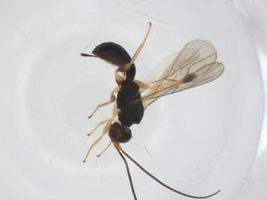  ( - CBG-A58979-B04)  @11 [ ] CreativeCommons - Attribution Share - Alike (2024) Centre for Biodiversity Genomics Centre for Biodiversity Genomics