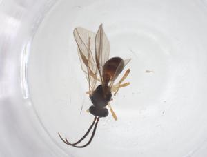  ( - CBG-A58979-B12)  @11 [ ] CreativeCommons - Attribution Share - Alike (2024) Centre for Biodiversity Genomics Centre for Biodiversity Genomics