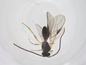  ( - CBG-A58980-A06)  @11 [ ] CreativeCommons - Attribution Share - Alike (2024) Centre for Biodiversity Genomics Centre for Biodiversity Genomics