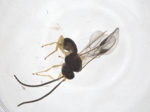  ( - CBG-A58980-H05)  @11 [ ] CreativeCommons - Attribution Share - Alike (2024) Centre for Biodiversity Genomics Centre for Biodiversity Genomics