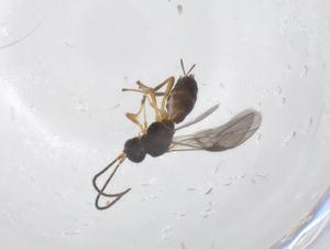  ( - CBG-A58983-B10)  @11 [ ] CreativeCommons - Attribution Share - Alike (2024) Centre for Biodiversity Genomics Centre for Biodiversity Genomics