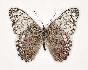  ( - RMNH.INS.1735931)  @11 [ ] CreativeCommons - Attribution Share-Alike (2025) Hajo Gernaat Naturalis Biodiversity Center