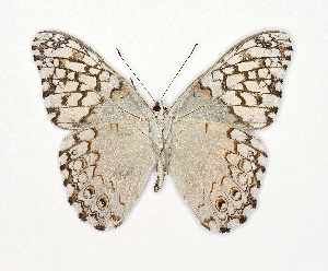  ( - RMNH.INS.1735931)  @11 [ ] CreativeCommons - Attribution Share-Alike (2025) Hajo Gernaat Naturalis Biodiversity Center