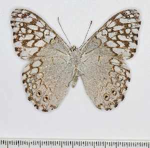  ( - RMNH.INS.1735934)  @11 [ ] CreativeCommons - Attribution Share-Alike (2025) Hajo Gernaat Naturalis Biodiversity Center