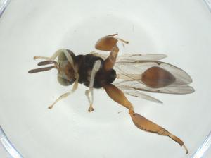  (chalMalaise01 Malaise1912 - CBG-A33767-C05)  @11 [ ] CreativeCommons - Attribution Share - Alike (2024) Centre for Biodiversity Genomics Centre for Biodiversity Genomics