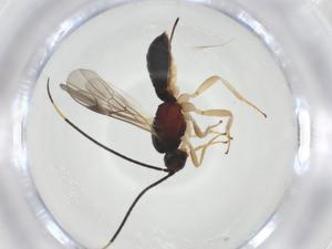  (Heterospilus Malaise5545 - CBG-A34141-B04)  @11 [ ] CreativeCommons - Attribution Share - Alike (2024) Centre for Biodiversity Genomics Centre for Biodiversity Genomics
