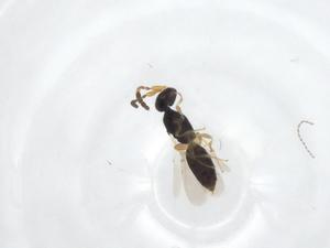  ( - CBG-A34178-E01)  @11 [ ] CreativeCommons - Attribution Share - Alike (2024) Centre for Biodiversity Genomics Centre for Biodiversity Genomics