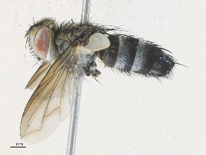  ( - CBG-A34307-G02)  @11 [ ] CreativeCommons - Attribution Share - Alike (2024) CBG Photography Group Centre for Biodiversity Genomics